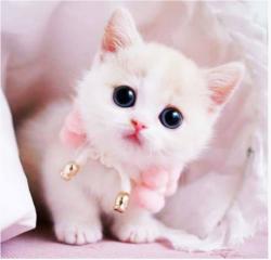 User Profile: agreeableCat2247
