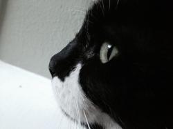 User Profile: blueflamingo22
