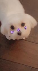 User Profile: violet228