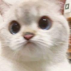 User Profile: Jamiel0vestar