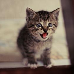 User Profile: straycat7
