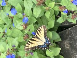 User Profile: Meconopsis