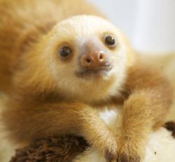 User Profile: dapperSloth3038