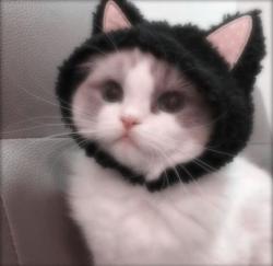 User Profile: catb4b13