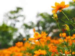 User Profile: lovingTangerine2547