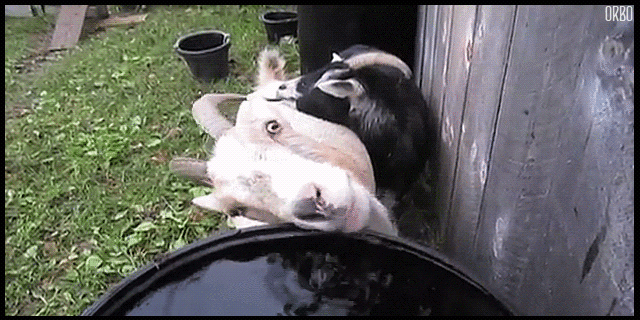 User Profile: lambwhocaress