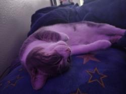 User Profile: crystallizedrequiem