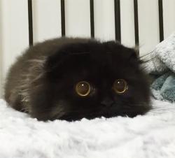User Profile: KatKat1234