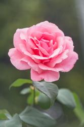 User Profile: mollyflower0