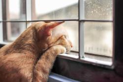 User Profile: SadBlueCatAtTheWindow