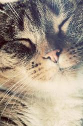 User Profile: PureMuffin
