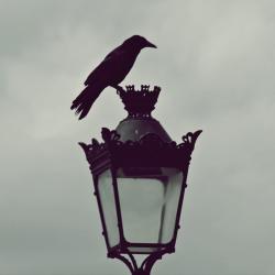 User Profile: Kotonoha05