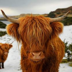 User Profile: cowzgomoo