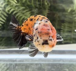 User Profile: SaddestSnail