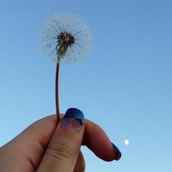 User Profile: AdzukiBeans