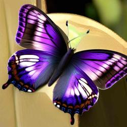 User Profile: lavenderLake2009