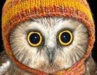 User Profile: falconer42