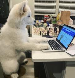 User Profile: peachTiger7746