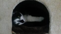 User Profile: Evechen