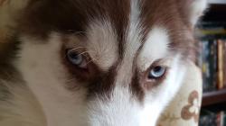 User Profile: walkswithwolves