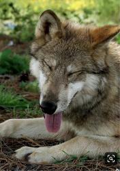 User Profile: Howlinwolfartist