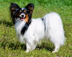 User Profile: GeeLovesHerDog
