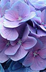 User Profile: purplefeather