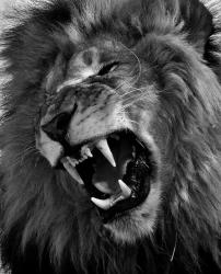 User Profile: lioninsideofus