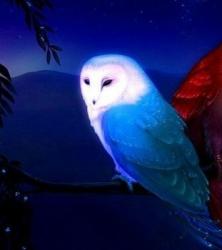 User Profile: LuminousOwl