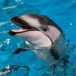 User Profile: DolphinsRLife99