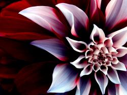 User Profile: PhoenixRising321