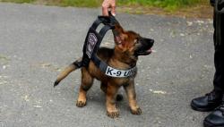 User Profile: B9K9