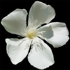 User Profile: AquarelleFlower