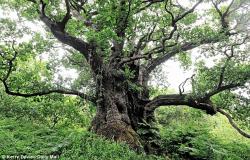 User Profile: ILoveOldTrees