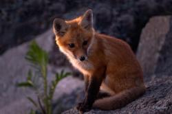 User Profile: Redwolf13