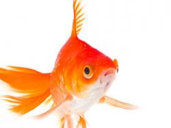 User Profile: WanderingFish