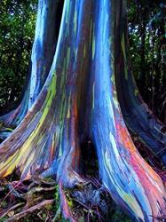 Profile: rainboweucalyptus