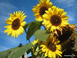 User Profile: Lilium123