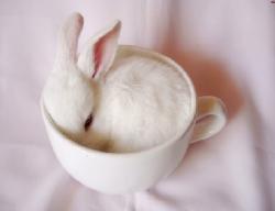 User Profile: LoyalBunny
