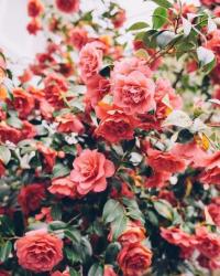User Profile: scarletroses2810