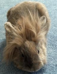 User Profile: spasticrabbit