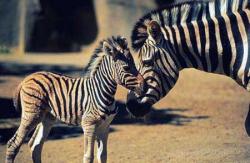 User Profile: charmingZebra76