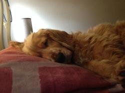 User Profile: goldenDog39