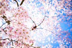 User Profile: SakuraHikari