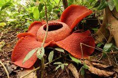 User Profile: redplant0