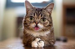 User Profile: energeticCat8777