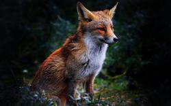 User Profile: sleepyfox19