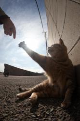 User Profile: kittie3