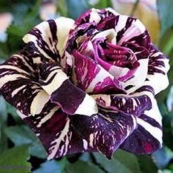 User Profile: dragonrose73