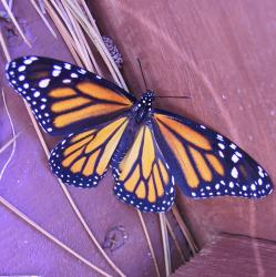User Profile: ButterflyFly